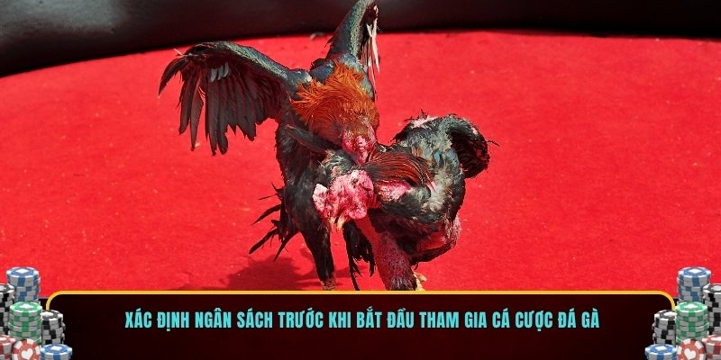 Xác định ngân sách trước khi bắt đầu tham gia cá cược đá gà